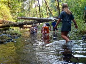 A group of kids wading in a creek in the middle of a lush green forest.