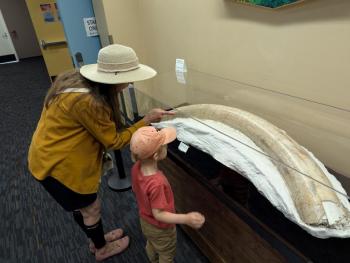 A woman and a child examine a mammoth tusk encased in plaster in a clear plastic display case.
