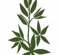 camas (oak leaf)