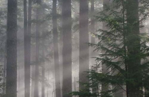 Corvallis Forest in the mist