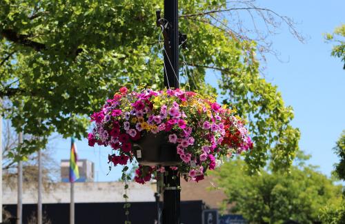 A colorful flower basket hanging from a lightpole outdoors on the side of the street.