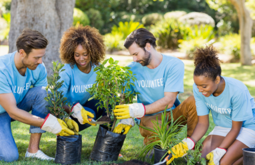 Volunteers gardening