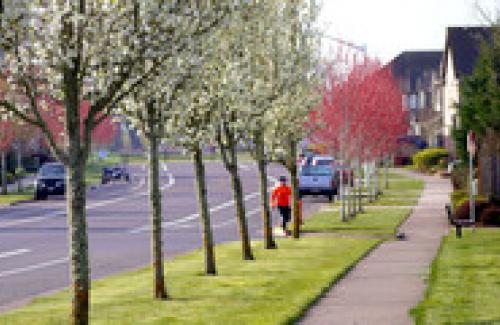 street with trees next to it