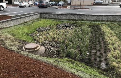 Area of ground in a parking lot with shrubs and landscaping