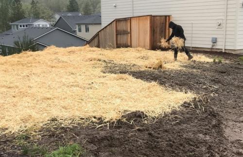 Person spreading mulch by hand on a construction site