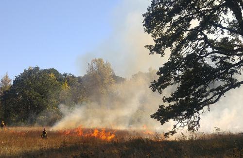 Firefighters fighting a grass fire with a tree in the foreground