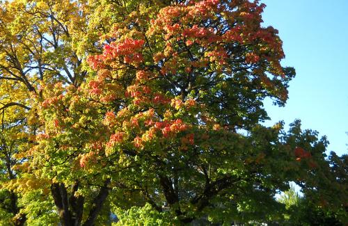 Fall tree