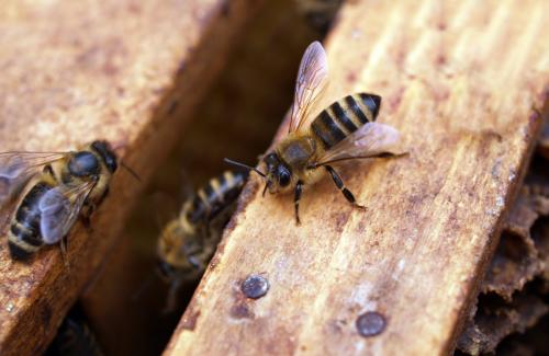 Bees on wood