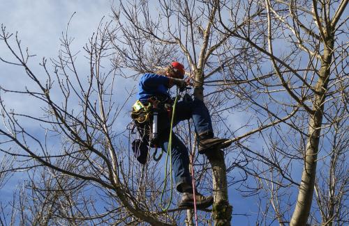 Climber in tree