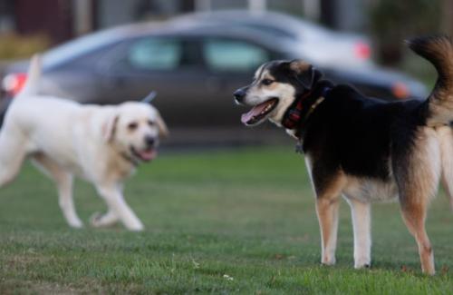 dog friends