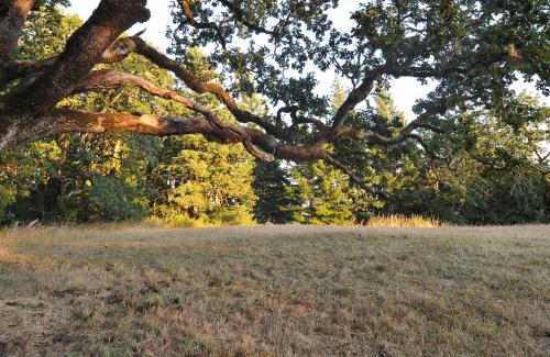 Old Oak Tree at sunset