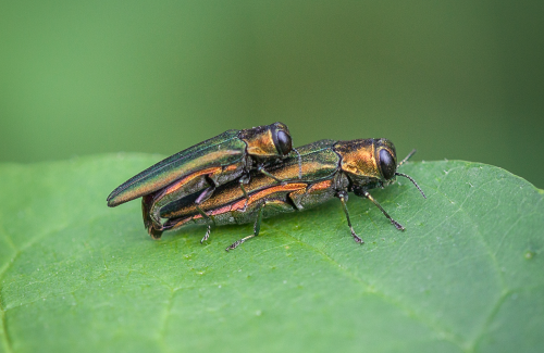 Emerald Ash Borer