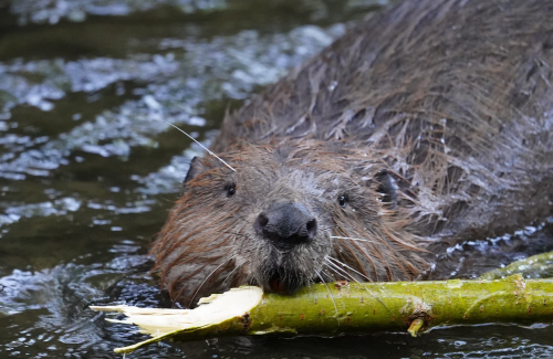 Beaver