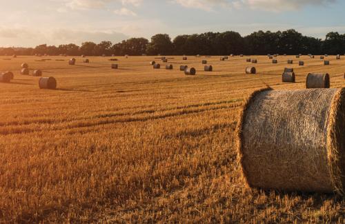 Hay Farming Opportunities
