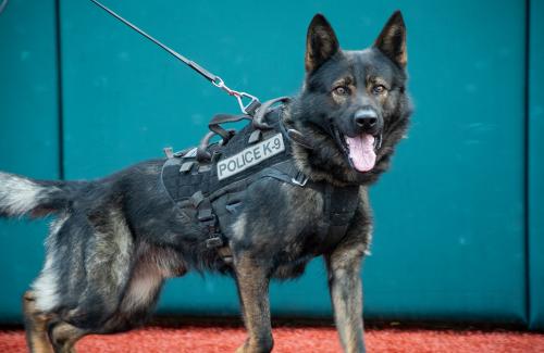 K9 Nexus, a large dark colored dog, in his duty vest in front of a green background on a baseball field