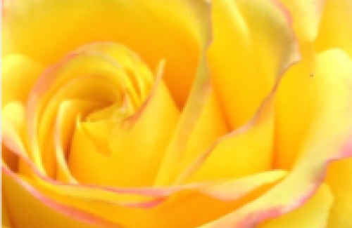 Yellow Rose