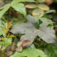 Gray ash on green plant leaves in a backyard garden