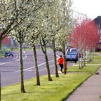 street with trees next to it