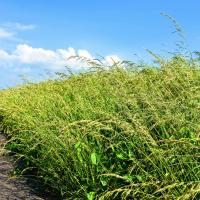 Paved path surrounded by tall grass and a blue sky