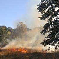 Firefighters fighting a grass fire with a tree in the foreground