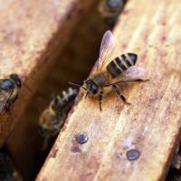 Bees on wood