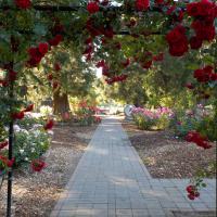Beautiful archway with trellised red roses serves as the entry and focal point of the rose garden and leads you to more beauty.