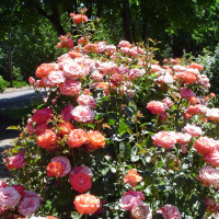 Pink roses in bloom at Avery Park in Corvallis