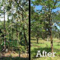 Before and after photo of a successful oak habitat restoration
