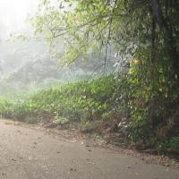foggy path plants in orleans natural area