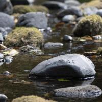 River rocks in a creek
