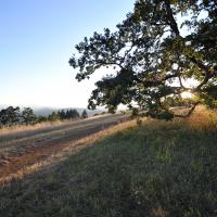 Chip Ross Park
