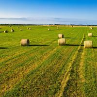 Rows of round hay bales on a green grass field, with a blue sky in the background.