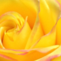 Yellow Rose