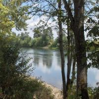 picture of the willamette river between trees