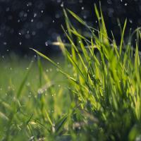wet grass
