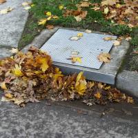 Fall leaves and a plugged catch basin on a city street