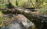 Corvallis Forest Stream