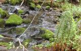 Stream measurements in Corvallis Forest