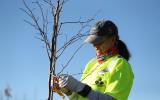 parks and recreation employee tagging a newly planted tree