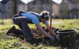 person planting a tree in riverbend park