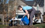 volunteer watering newly planted tree