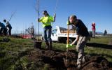 two people planting a tree