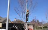 Climber pruning a young tree