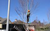 Climber pruning a young tree