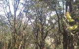 multiple trees