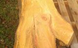 Cladrastis lumber 