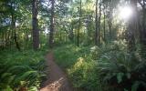 forest trail