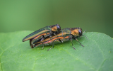 Emerald Ash Borer Beetles