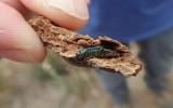 EAB in piece of wood with fingertips in frame to gauge size