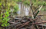 Living with beavers agricultural photos